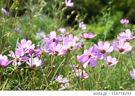 コスモス（秋桜） 118778291