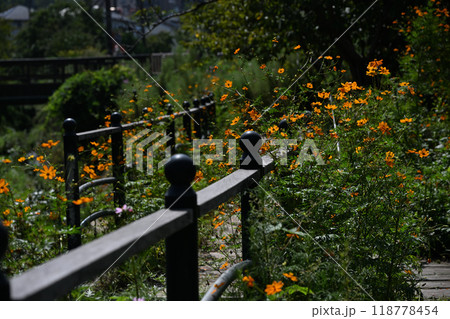 キバナコスモス 118778454