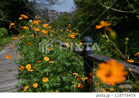 キバナコスモス 118778459