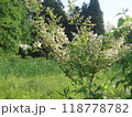 初夏の野に咲く純白のウツギ 118778782