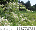 初夏の野に咲く純白のウツギ 118778783