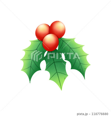 Christmas Holly Berry illustration watercolor by hand drawn. 118778880
