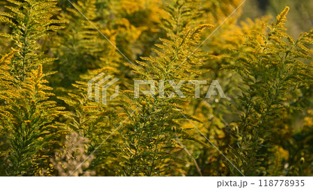 セイタカアワダチソウ (Golden rod) 118778935