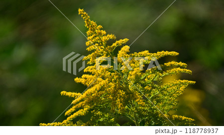 セイタカアワダチソウ (Golden rod) 118778937