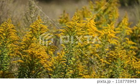 セイタカアワダチソウ (Golden rod) セイタカアワダチソウ (Golden rod) 118778943