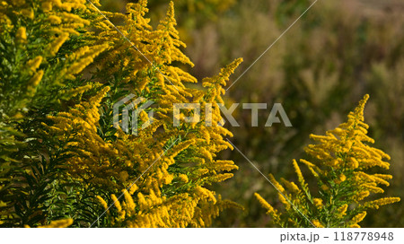 セイタカアワダチソウ (Golden rod) セイタカアワダチソウ (Golden rod) 118778948