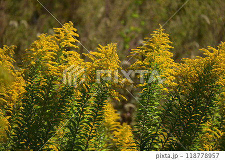 セイタカアワダチソウ (Golden rod) セイタカアワダチソウ (Golden rod) 118778957