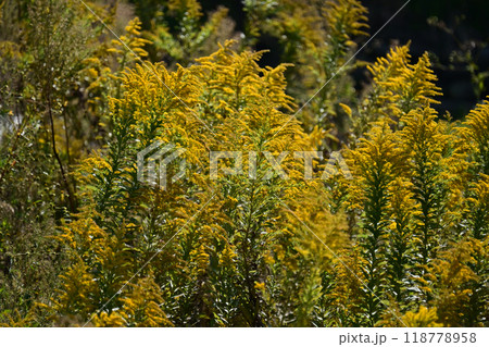 セイタカアワダチソウ (Golden rod) セイタカアワダチソウ (Golden rod) 118778958