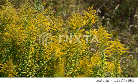 セイタカアワダチソウ (Golden rod) セイタカアワダチソウ (Golden rod) 118778969