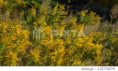 セイタカアワダチソウ (Golden rod) セイタカアワダチソウ (Golden rod) 118778970