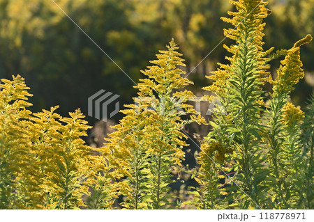 セイタカアワダチソウ (Golden rod) 118778971