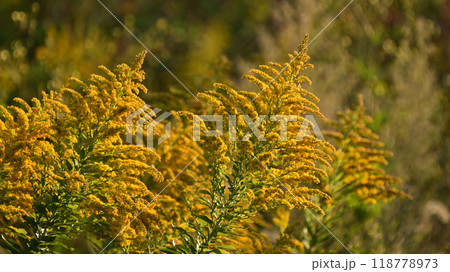 セイタカアワダチソウ (Golden rod) 118778973
