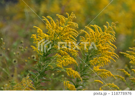 セイタカアワダチソウ (Golden rod) セイタカアワダチソウ (Golden rod) 118778976