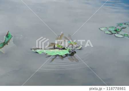 花の終わった蓮池で交尾するギンヤンマ 118778981