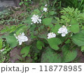 可憐な八重咲きドクダミ 118778985