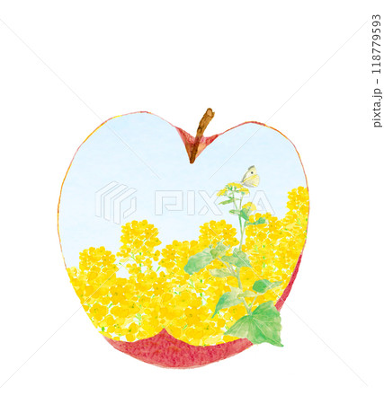 水彩で描いたリンゴの断面に花畑の風景【手描き】白バック コピースペース 118779593