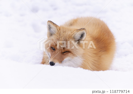 雪の上で丸くなるキタキツネ 雪の上で丸くなるキタキツネ 118779714