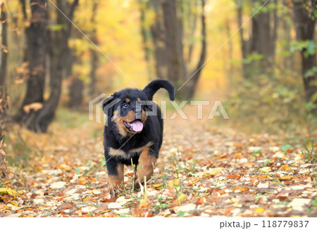 puppy rottweiler in nature 118779837