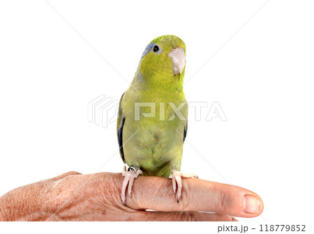 Pacific parrotlet in studio 118779852