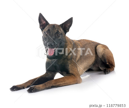 malinois in studio 118779853
