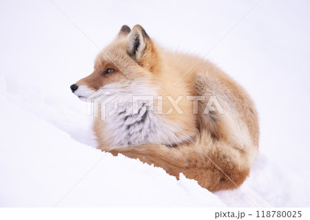 雪の上で丸くなるキタキツネ 雪の上で丸くなるキタキツネ 118780025