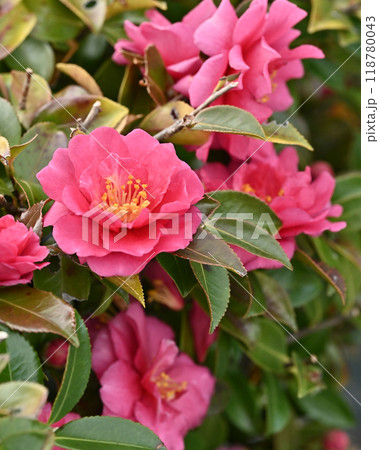 サザンカ　(山茶花：Camellia sasanqua) 118780043