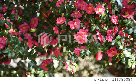 サザンカ　(山茶花：Camellia sasanqua) 118780084