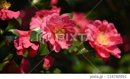 サザンカ　(山茶花：Camellia sasanqua) 118780091