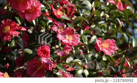 サザンカ (山茶花:Camellia sasanqua) サザンカ (山茶花:Camellia sasanqua) 118780092