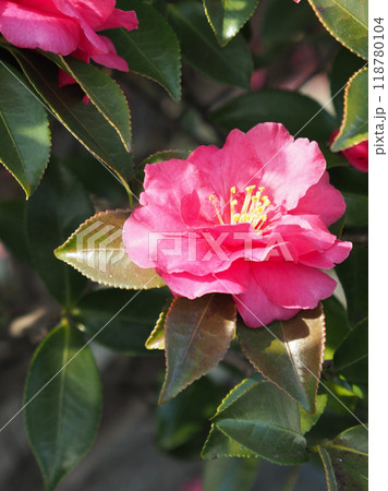 サザンカ (山茶花:Camellia sasanqua) サザンカ (山茶花:Camellia sasanqua) 118780104