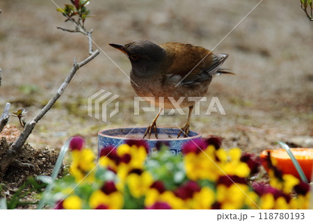 庭に飛んで来たシロハラ鳥、 庭に飛んで来たシロハラ鳥、 118780193