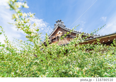 圓光禅寺、満開の萩〈愛知県稲沢市〉 118780510