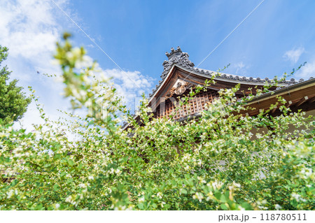 圓光禅寺、満開の萩〈愛知県稲沢市〉 118780511