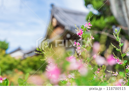 圓光禅寺、満開の萩〈愛知県稲沢市〉 118780515