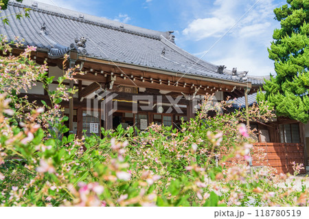 圓光禅寺、満開の萩〈愛知県稲沢市〉 118780519