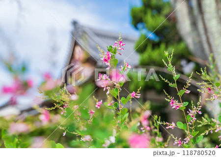 圓光禅寺、満開の萩〈愛知県稲沢市〉 圓光禅寺、満開の萩〈愛知県稲沢市〉 118780520