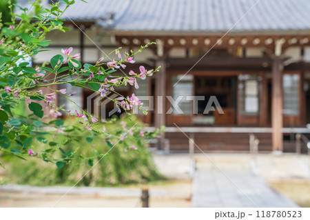 圓光禅寺、満開の萩〈愛知県稲沢市〉 118780523