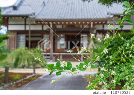 圓光禅寺、満開の萩〈愛知県稲沢市〉 118780525