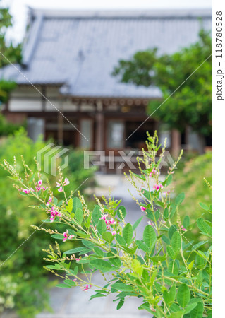 圓光禅寺、満開の萩〈愛知県稲沢市〉 118780528