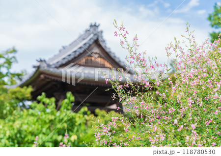 圓光禅寺、満開の萩〈愛知県稲沢市〉 圓光禅寺、満開の萩〈愛知県稲沢市〉 118780530