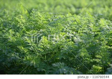 にんじん畑(Carrot field) にんじん畑(Carrot field) 118780544