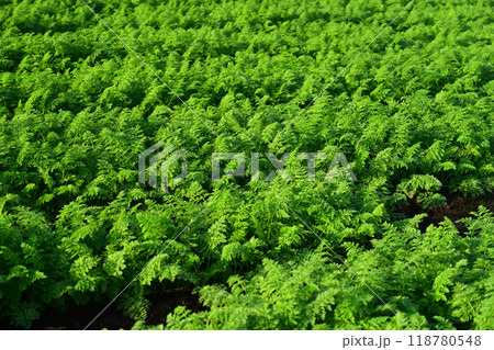 にんじん畑(Carrot field) にんじん畑(Carrot field) 118780548