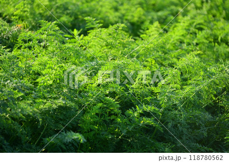 にんじん畑(Carrot field) にんじん畑(Carrot field) 118780562