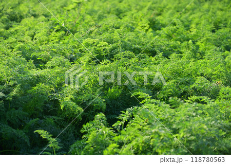 にんじん畑(Carrot field) にんじん畑(Carrot field) 118780563