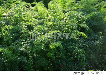 にんじん畑(Carrot field) にんじん畑(Carrot field) 118780565