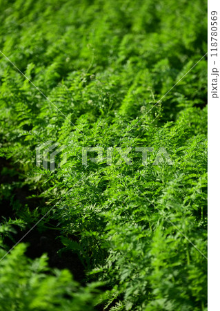 にんじん畑(Carrot field) にんじん畑(Carrot field) 118780569