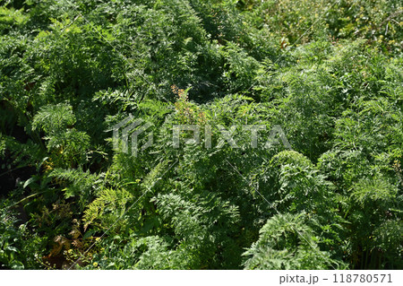 にんじん畑(Carrot field) にんじん畑(Carrot field) 118780571