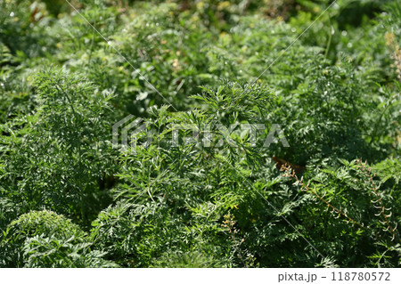 にんじん畑(Carrot field) にんじん畑(Carrot field) 118780572