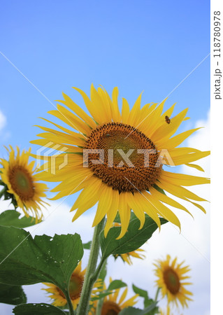 太陽に向かって 118780978