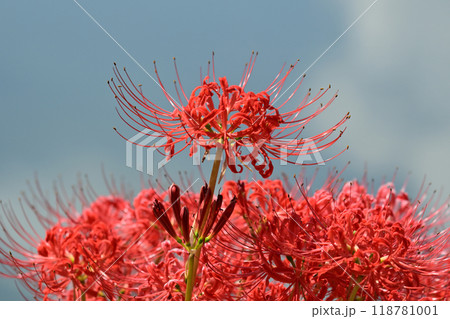 ヒガンバナ(彼岸花／Lycoris radiata) 118781001